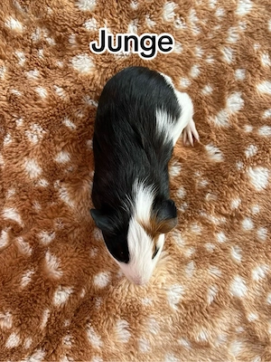 Meerschweinchen junge 