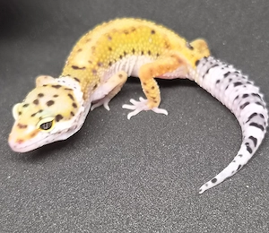 Lavender Stripe het Eclipse pos het Tremper 