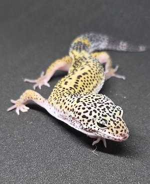 Black Night Cross het. Eclipse Blizzard  Leopardgecko  Bild 1