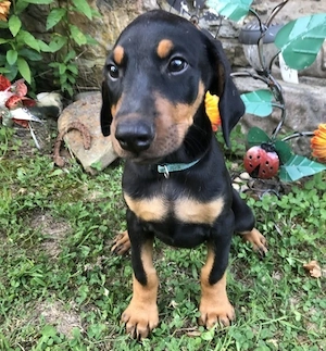 Am 19.07.2026 hat unsere Hündin acht gesunde, reinrassige Dobermann-Welpen zur Welt gebracht.