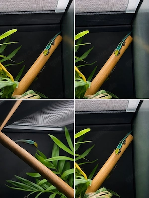 phelsuma klemmeri 0.0.2