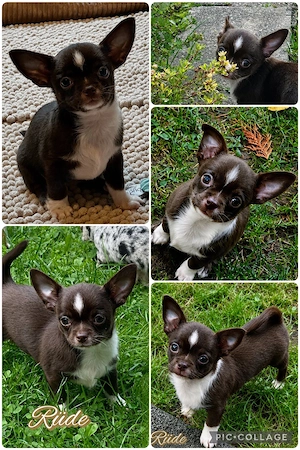 Kleine Pfoten grosses Glück  Reinrassige Chihuahua Welpen