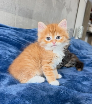 Atemberaubende Maine-Coon-Babys   männliche und weibliche Kätzchen