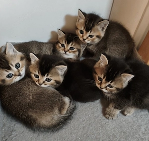 BKH Kitten black golden tabby