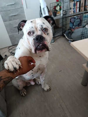 Liebevoller Wegbegleiter gesucht: Ares (3 Jahre) möchte dein Herz erobern!