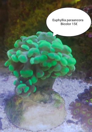 Euphyllia paraancora golden Nugget toxic green Gorgonie Laptastrea montipora Koralle Meerwasser 