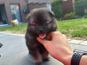 Zwergspitz Pomeranien Welpen 