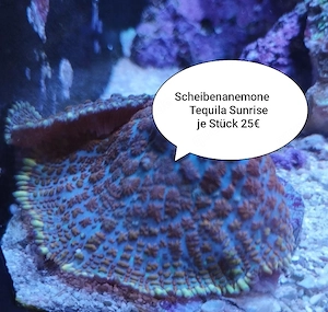 Scheibenanemone Caulastrea biocolor Zoanthus Lemon Drops cyphastrea Palythoa  Meerwasser Koralle 