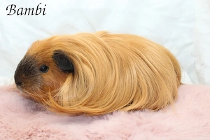 Meerschweinchen Sheltie Weibchen Lilac Cali Vollfarbe