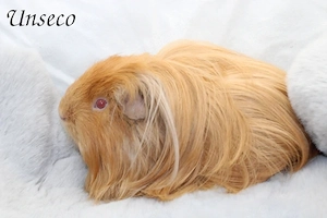 Meerschweinchen Kastrat Sheltie 