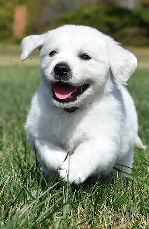 Hervorragender Golden Retriever sucht ein neues Zuhause