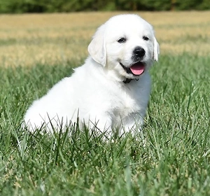 Golden-Retriever-Hündin verfügbar