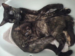 Katzenmama mit ihrem kind 