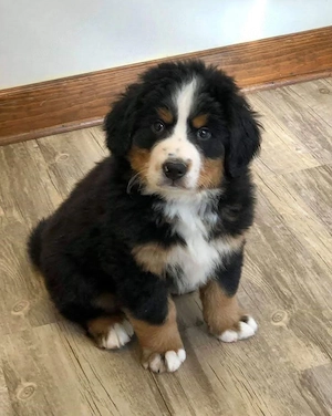 Entzückende Berner Sennenhundwelpen suchen ein neues Zuhause