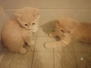 Kitten BKH. 3 Monate. Männchen