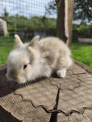 Zwergkaninchen Löwenköpfchen 
