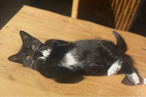 Wunderschöne Main Coon BKH Mix kitten 