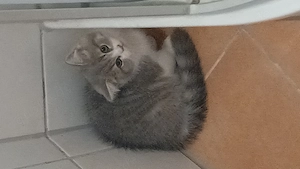 BKH Kitte Katze männlich Bild 3