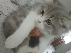 BKH Kitte Katze männlich Bild 2