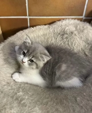 BKH Kitte Katze männlich