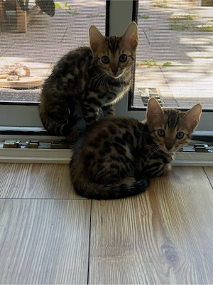 bengal Kitten