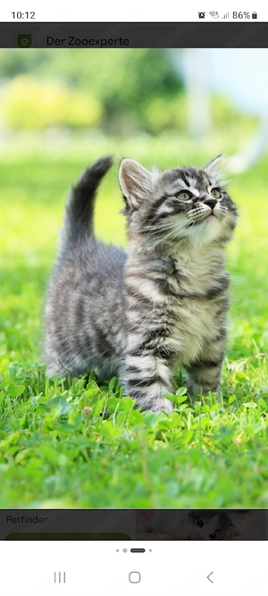 Suche Katzenbaby Kitten