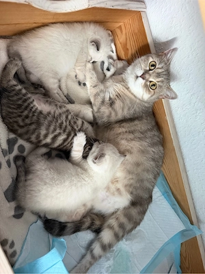 BKH-Mix Kitten