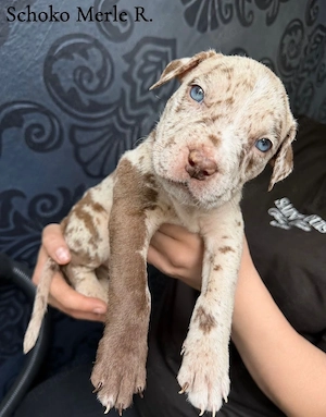 American Bully XL Welpen suchen ein verantwortungsvolles Zuhause