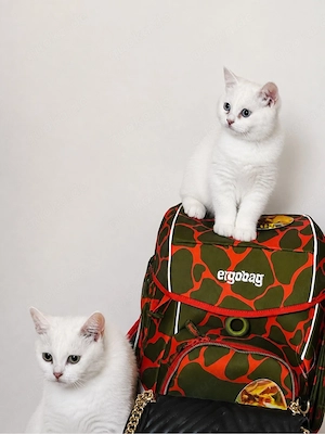 bkh kitten abgabe sofort 