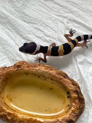 Leopardgeckobabys (eubleparis macularius 