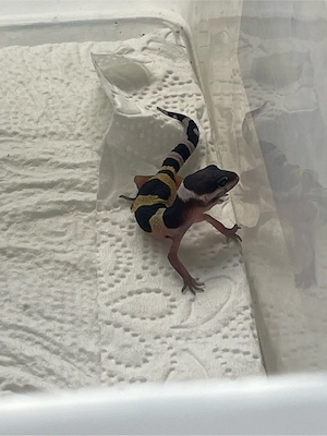 Leopardgeckobabys (eubleparis macularius 