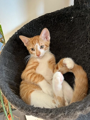 Katzenbabys kitten 2Kater