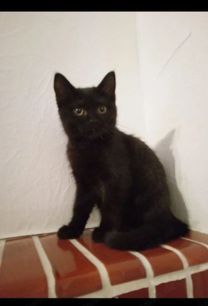 Süßer Kater sucht neues Zuhause    