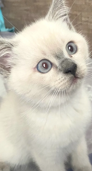 BKH Mädchen Kitten color point abgabebereit