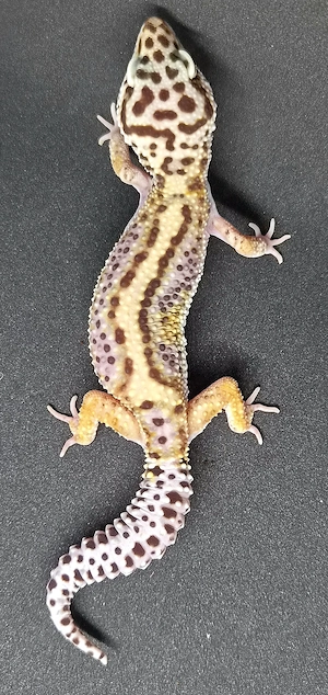Lavender Stripe Leopardgecko 