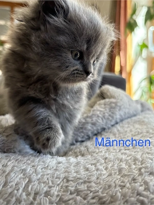 Zuckersüße, reinrassige Britisch Langhaar Kitten suchen ein liebevolles Zuhause!