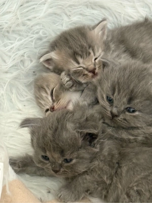 Zuckersüße, reinrassige Britisch Langhaar Kitten suchen ein liebevolles Zuhause!