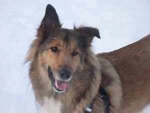 Biete liebevolle Hundebetreuung 