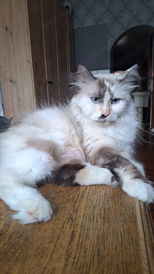 Neva masquarade sibirische weiblich tortie mit Stammbaum 