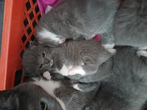 BKH Mix Kater grau weiß