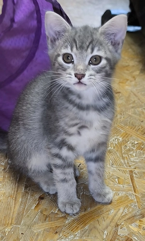 Zuckersüßes Bkh-Mix Kitten sucht wieder neues Zuhause 