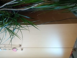 Hallo können Sie kostenlos abholen, allerdings ohne Spülmaschine. Bild 7
