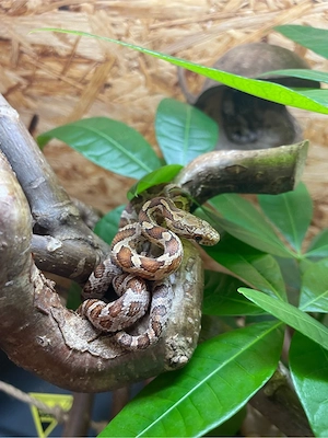 Pantherophis guttatus ( Wildtyp Classic bloodred ) Kornnatter NZ 2025 