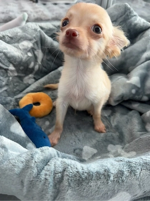 Chihuahua-Rüde sucht liebevolles Zuhause