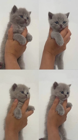 wunderschöne bhk kitten abgabe bereit 