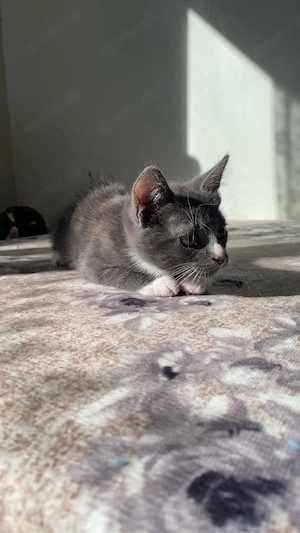 kitten zu verkaufen 