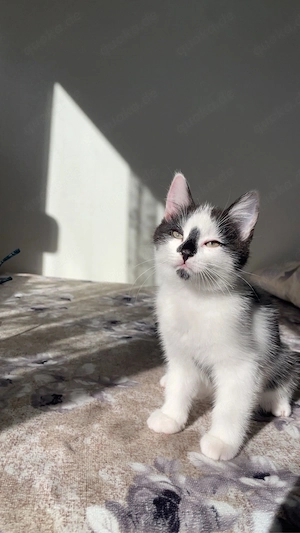 Kitten zu verkaufen