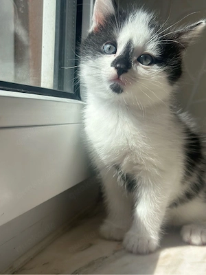 Kitten hu verkaufen