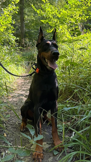 Dobermann Deckrüde 