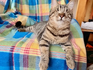 2 blinde superliebe Tigerkatzen suchen Zuhause 